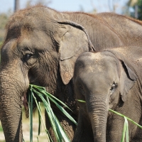 Our Lanna Kingdom Elephant Sanctuary :-)